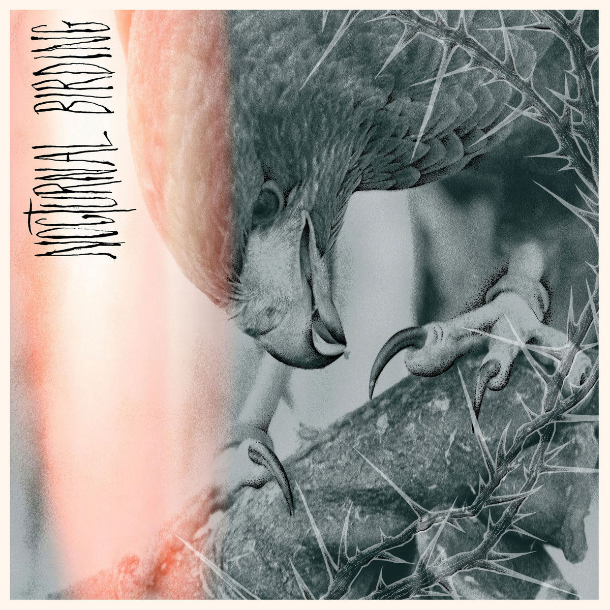 AUTHOR & PUNISHER "Nocturnal Birding" CD